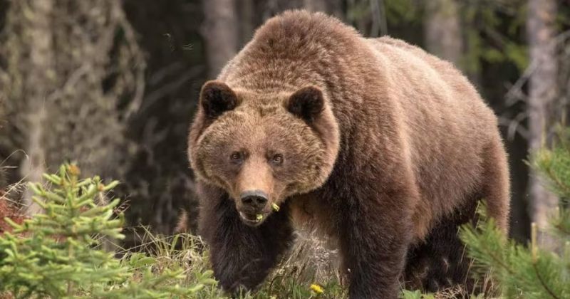 grizzly-glares-at-viewer